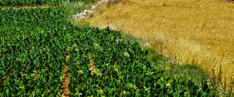 Roçadeira Agrícola